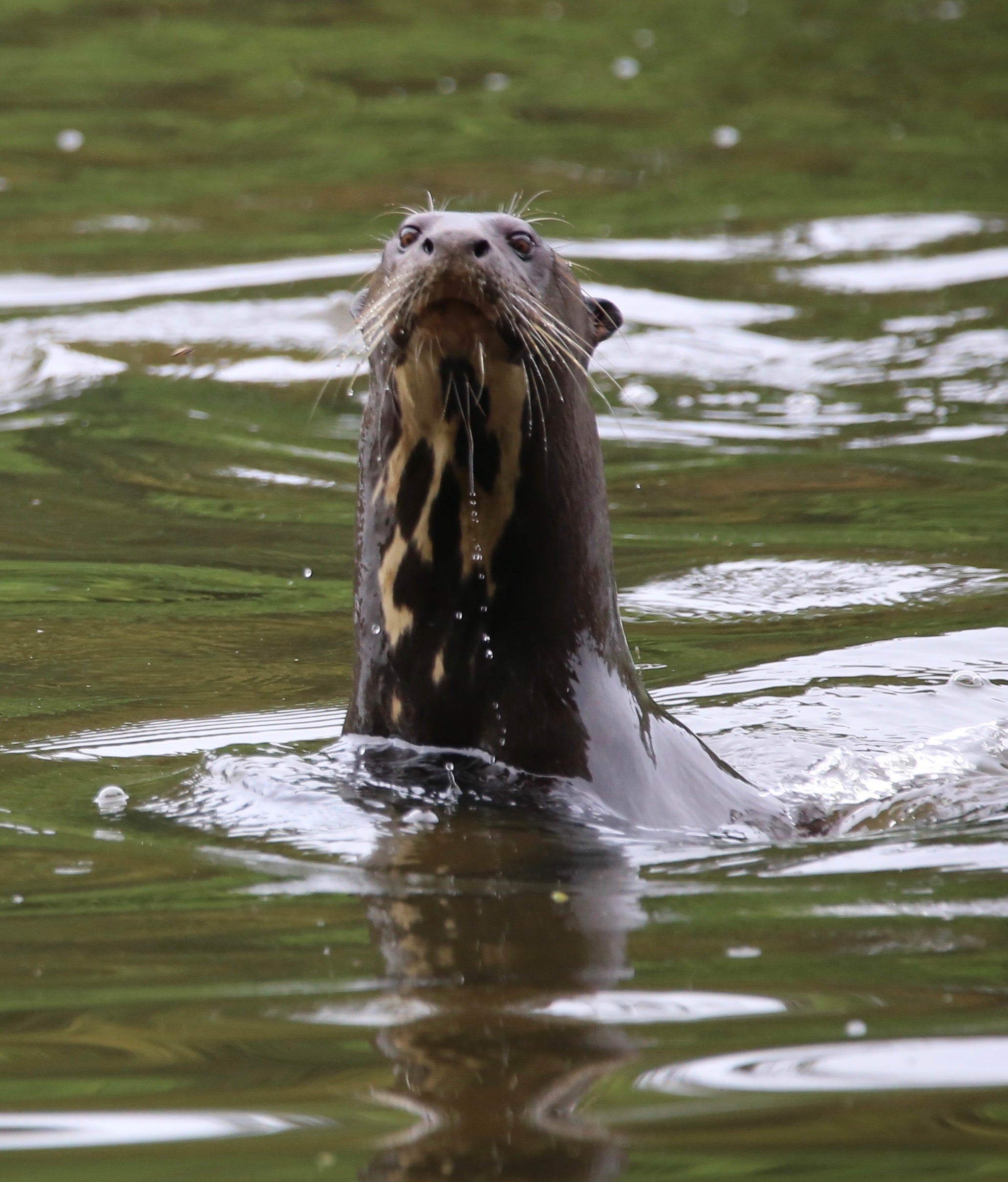 Discovering giant otters San Diego Zoo Wildlife Alliance